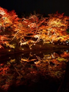 京都・東山高台寺・秋の夜間特別拝観